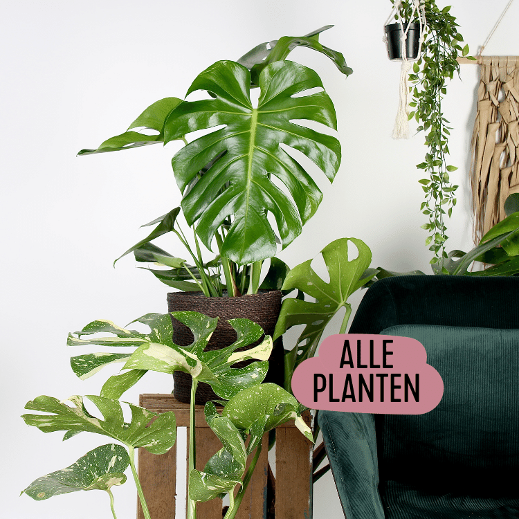 afbeelding met de tekst: alle planten