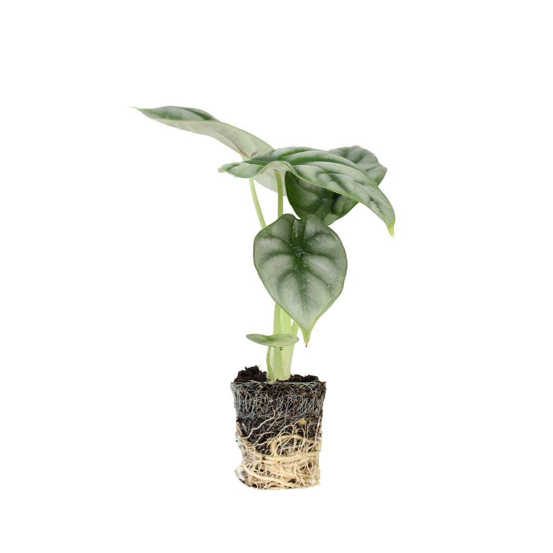 Een stek van de Alocasia Silver Dragon plant