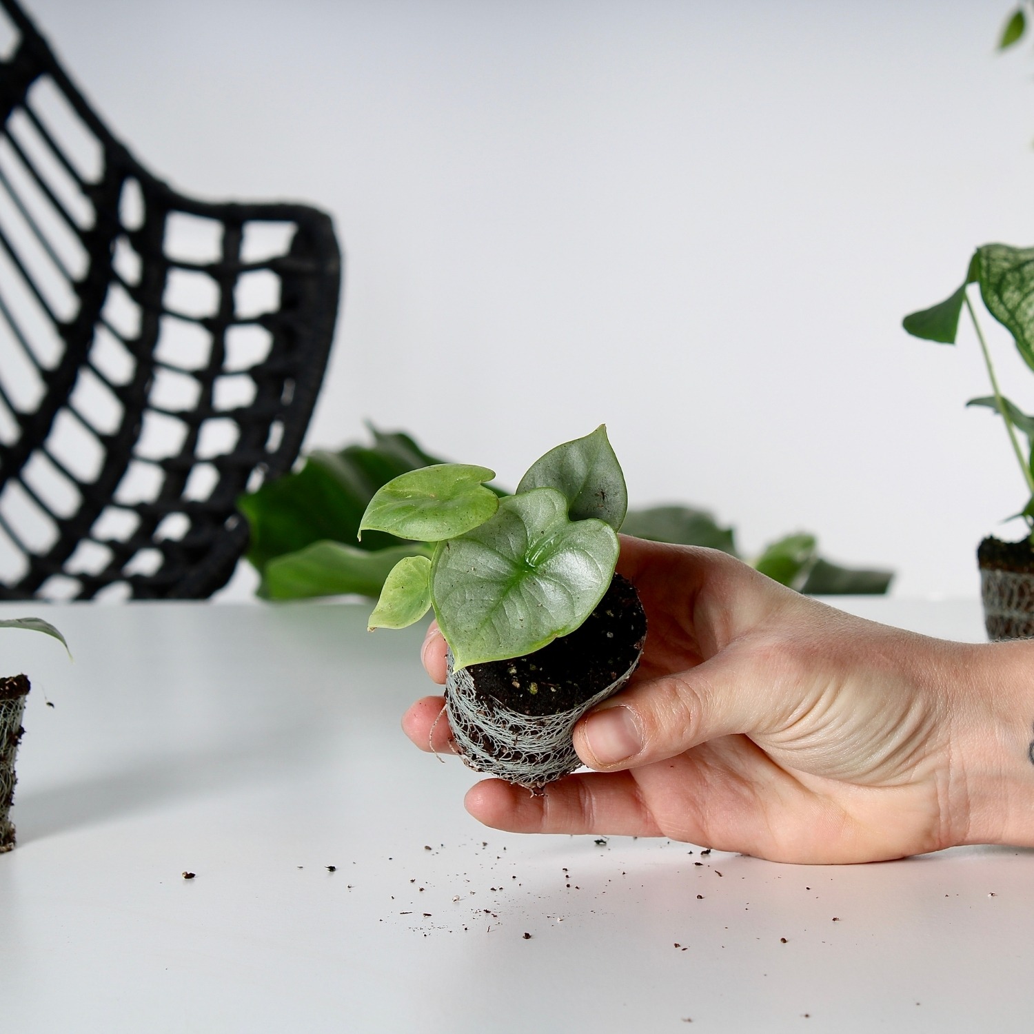 Een stek van de Alocasia Silver Dragon plant