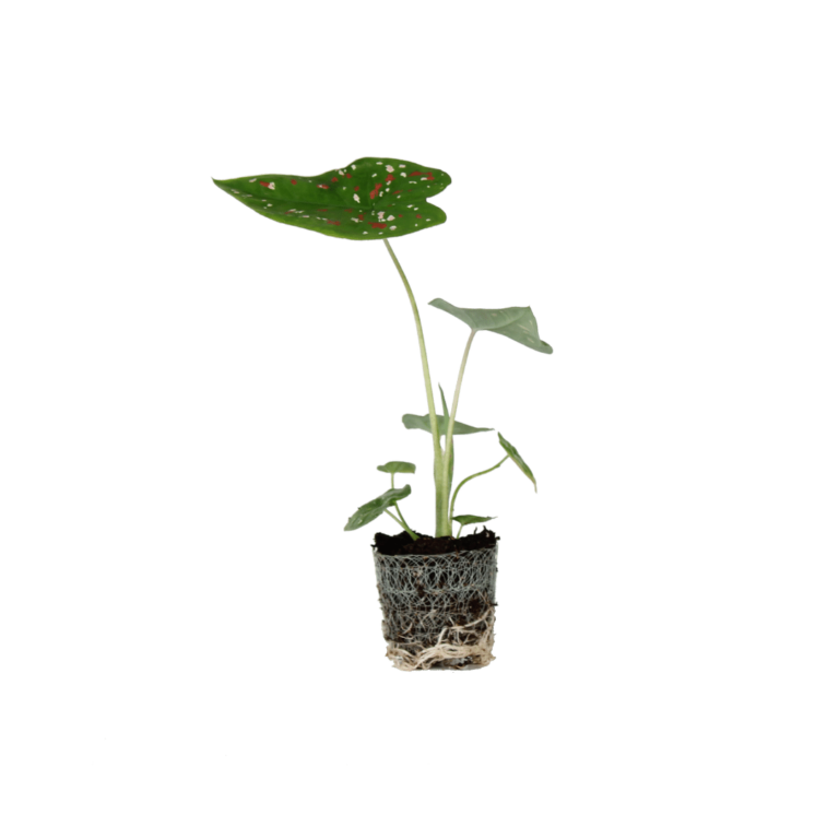 Een stek van de Caladium Florida Clown plant