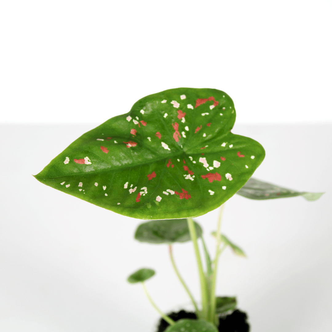 Een stek van de Caladium Florida Clown plant