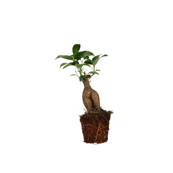 Een stek van de Ficus Ginseng plant