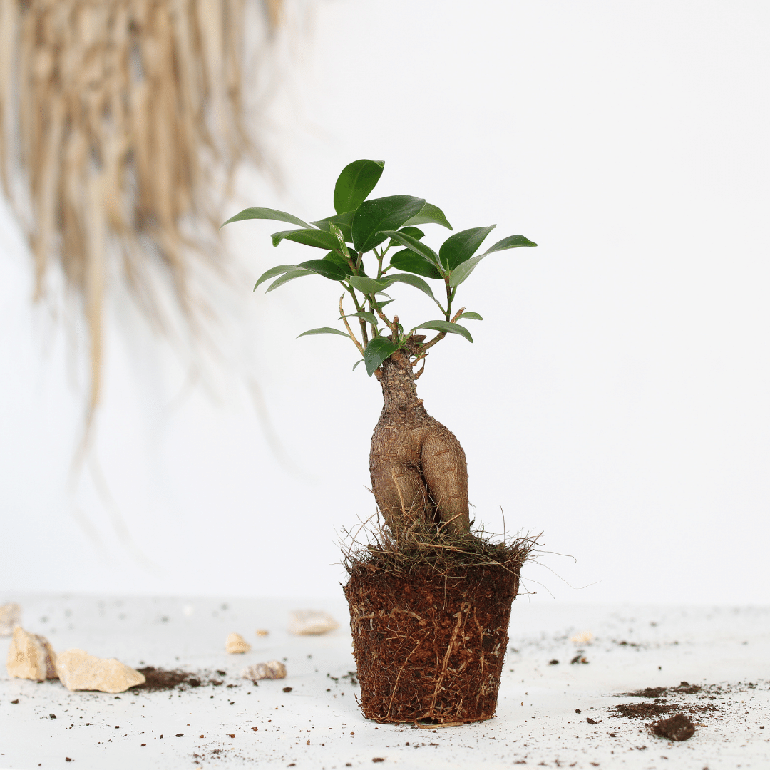 Een stek van de Ficus Ginseng plant