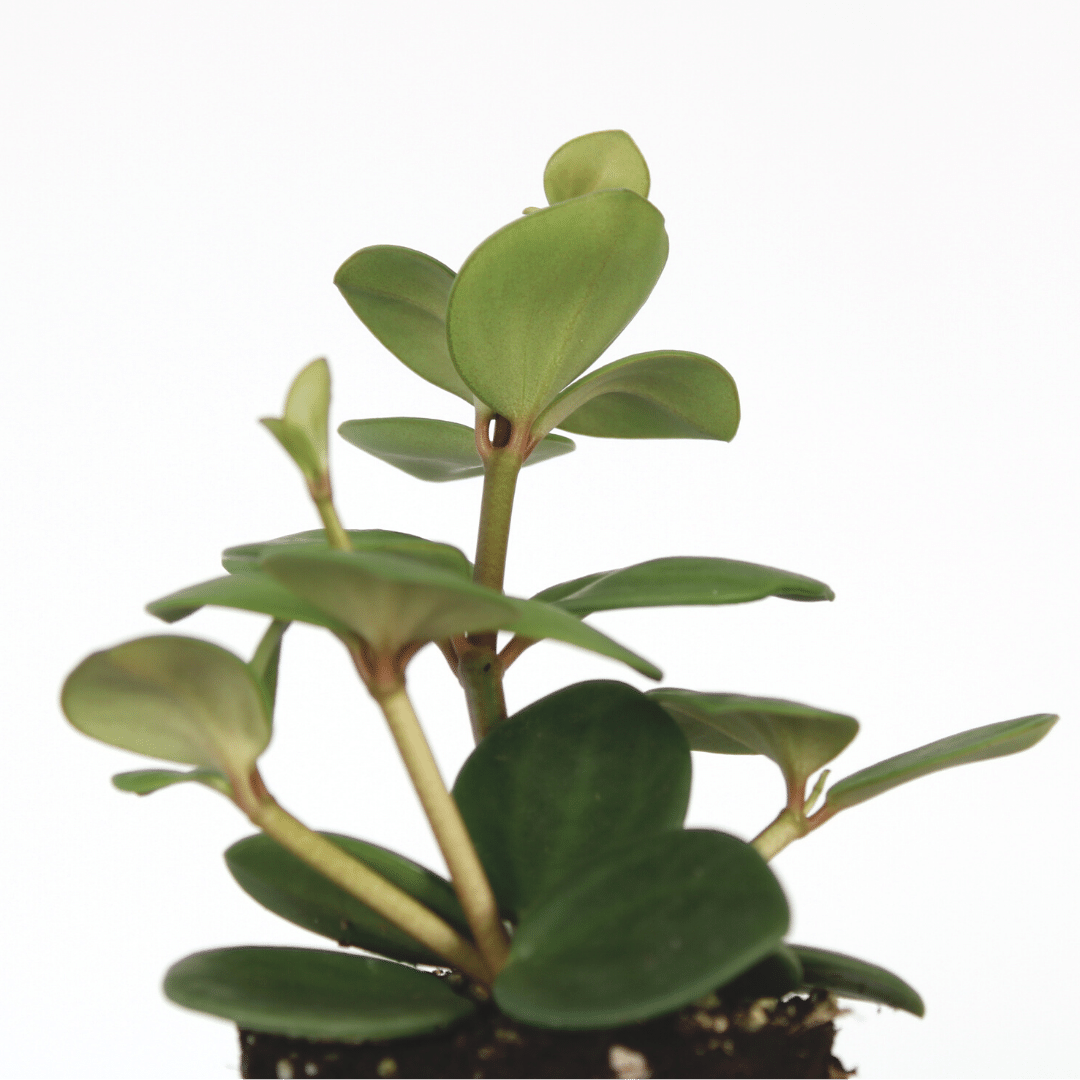 Een stek van de Peperomia Hope plant