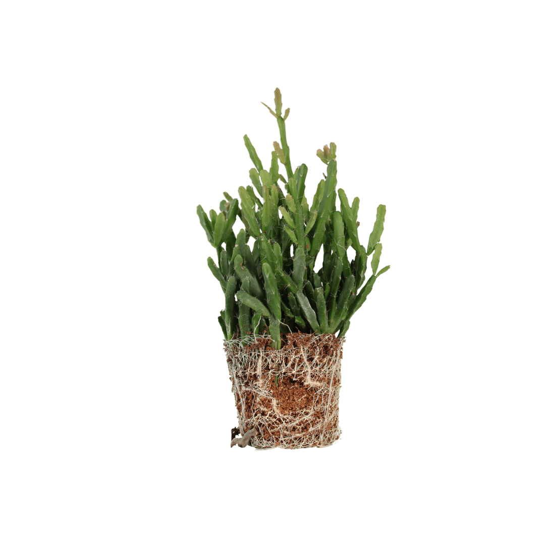 Een stek van de Rhipsalis Micrantha plant