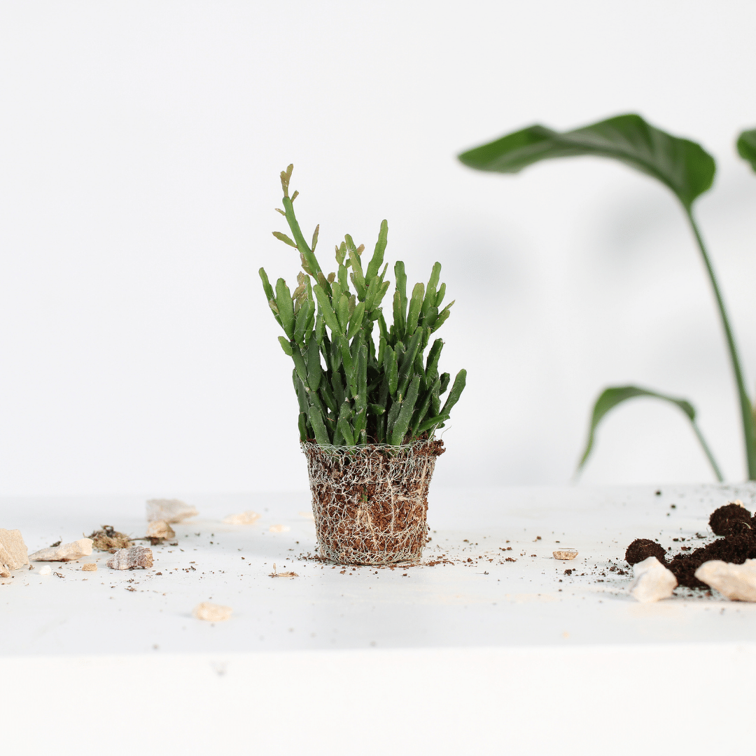 Een stek van de Rhipsalis Micrantha plant