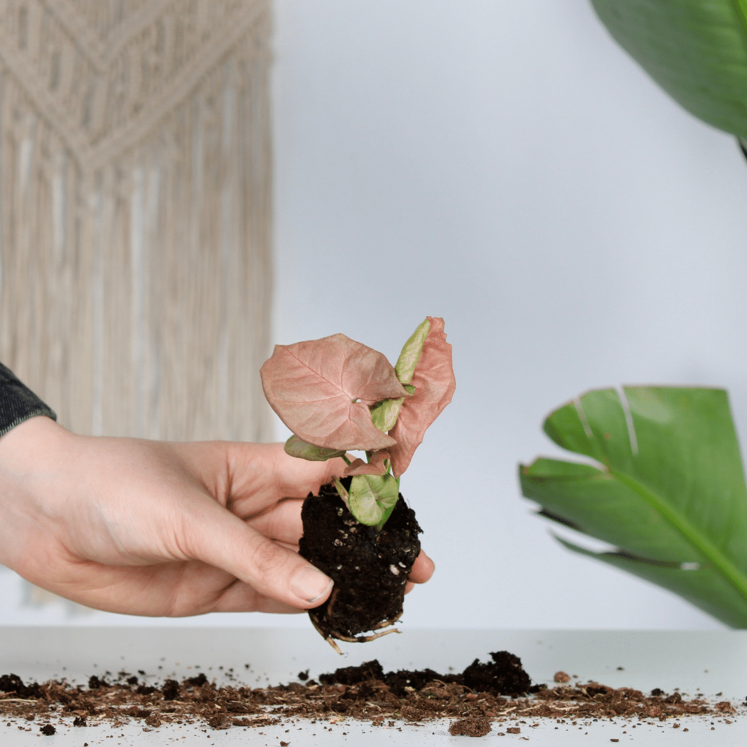 Een Syngonium Neon plant