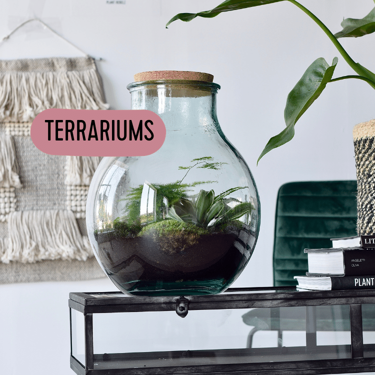 afbeelding met de tekst: terrariums